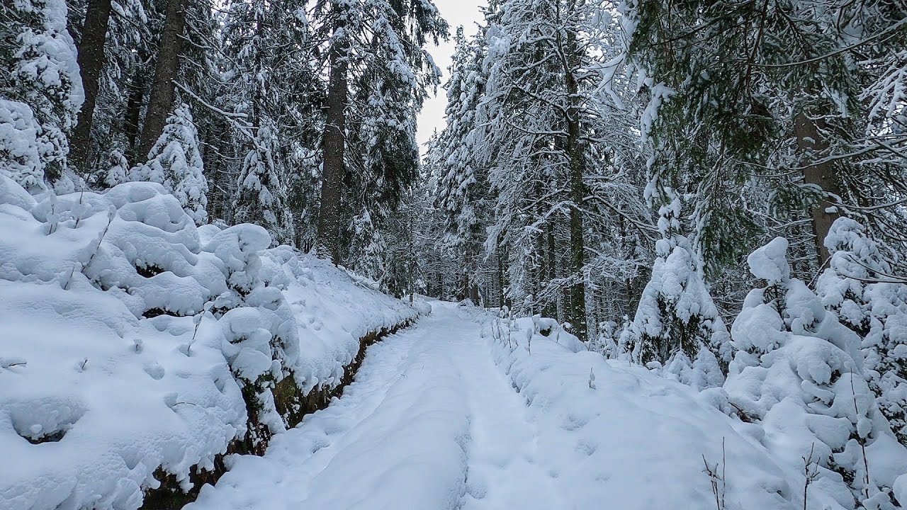 visit black forest in winter