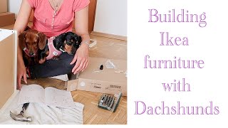 Building Ikea furniture with two dachshunds (time-lapse).