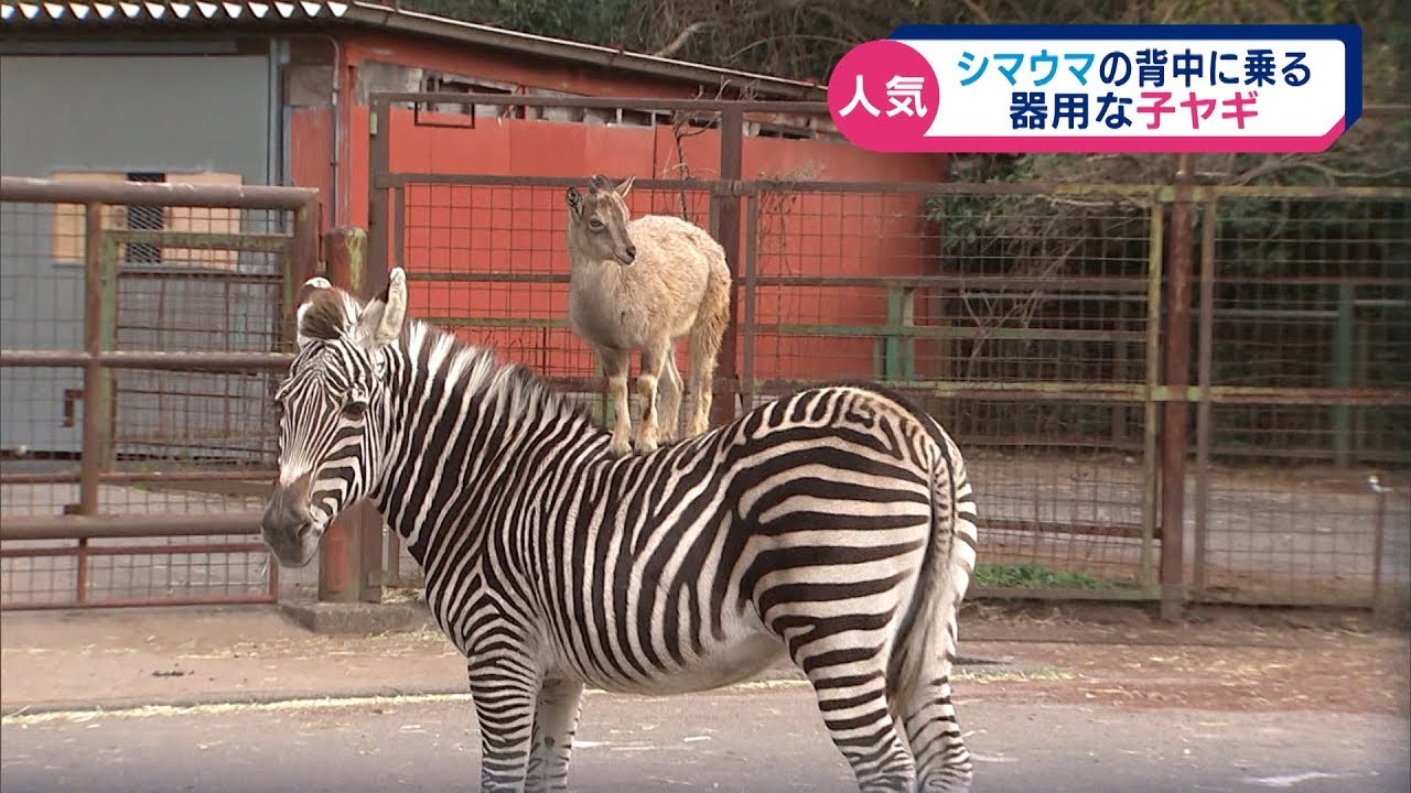 シマウマの背中に乗るヤギ 東伊豆町の動物園 Youtube