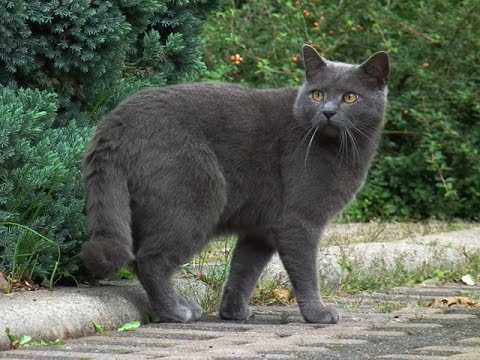 Картезианская кошка или Шартрез - настоящая француженка - YouTube