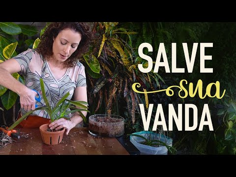 Vídeo: Wanda Orquídea: descrição, plantio, cuidados e reprodução em casa