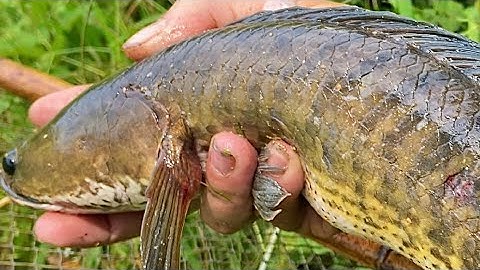 Con Cá Khổng Lồ Nó Ở Dưới Đầm Hoang 🥶 Bẫy Cá Không Cần Bỏ Mồi - the giant fish is in the wild lagoon