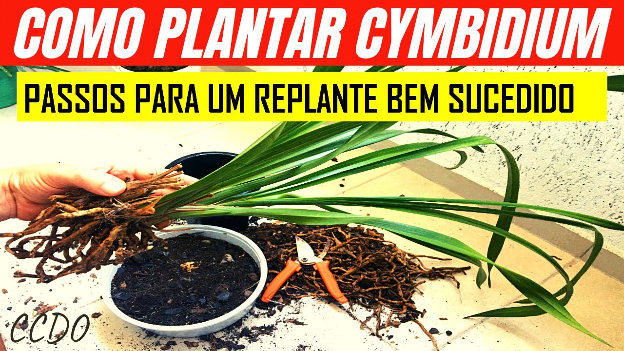 Como Plantar o Cymbidium