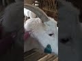 Козочка лизнула меня.