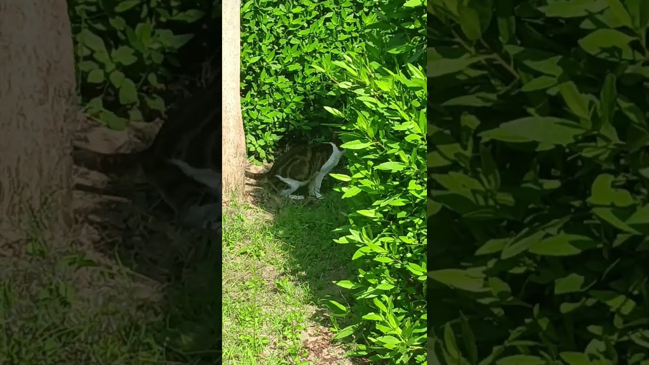 Dubai cat 🐈 - is it different from your country? 😏