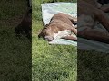 This American Bully puppy is pure peace 🥺