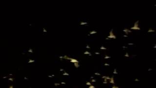 Ferdi Tayfur Sabahci Kahvesi By..resulx