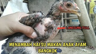 Cara Mengatasi Ayam Yang Tidak Mau Makan Hanya Dalam 2 Hari. 