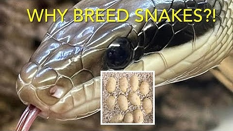 REPTILES: why breed snakes ?