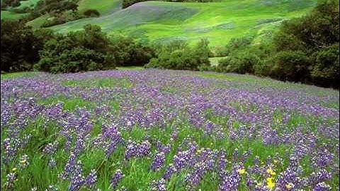 تلاوة خاشعة وعذبة للقارئ عبدالمحسن الحارثي