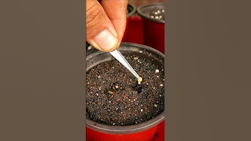 How to grow eggplants from seeds