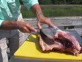 How to clean yellow fin tuna by captain vincent russo