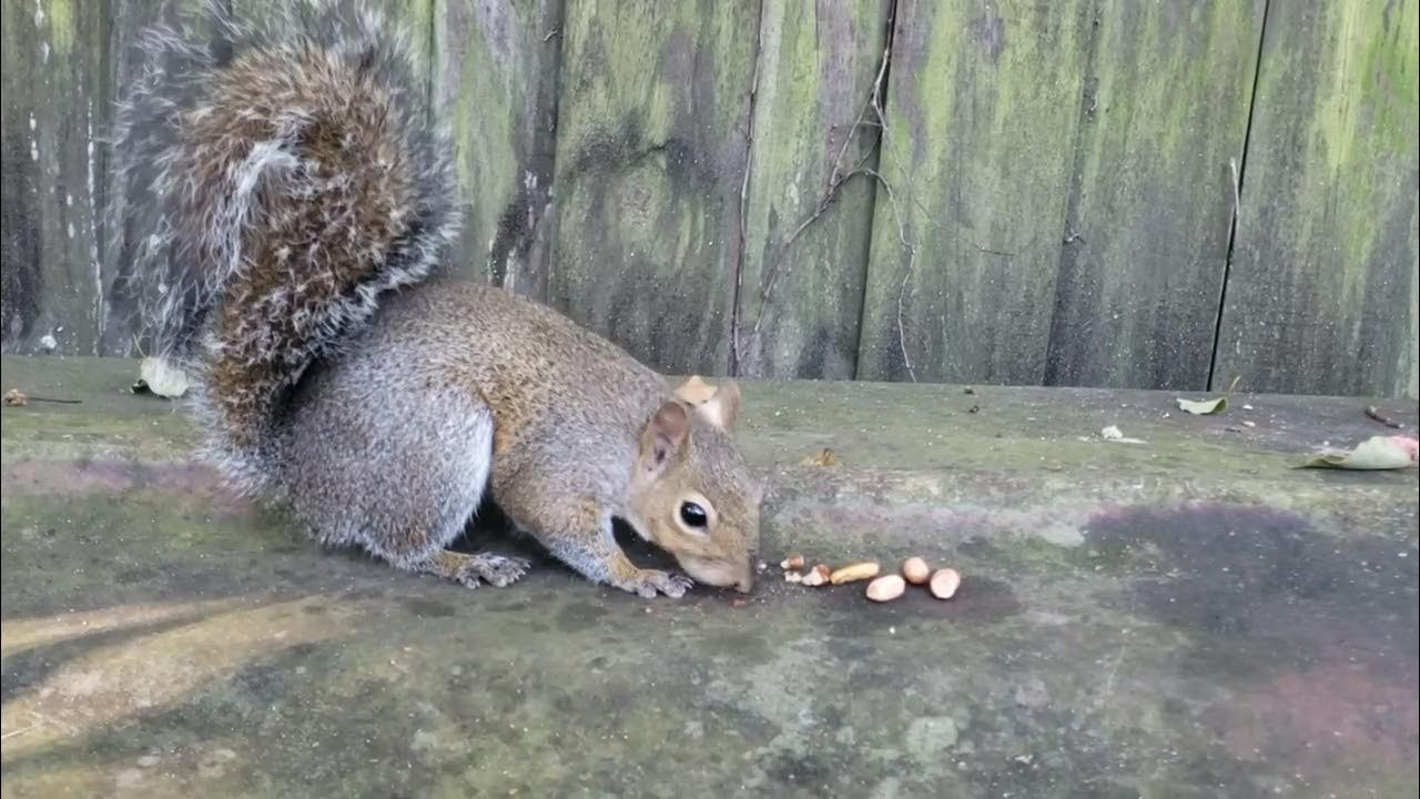 Squirrel "Lock Jaw" Came When I Called Him YouTube