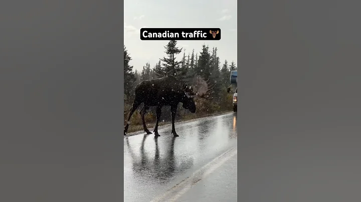Just another day 🫎 #canada #animals #moose #wildlife #travel #explore #wild thumbnail
