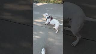 Meet Coco A Terrier, American Pit Bull Currently Available For Adoption 872024 90632 Am