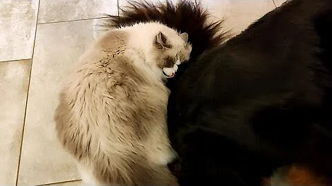 Watch the video about Crazy cat obsessed with big dog's tail