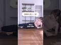 脇腹痩せ神トレ5選#お腹痩せ#ダイエット #宅トレ