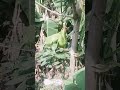 magic parrot 🦜 #birds #talkingparot #parrot #cute