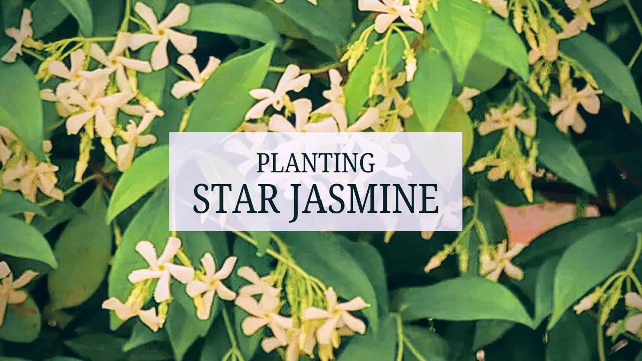 98. Step-by-Step: Planting STAR JASMINE On A Trellis 