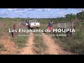 Les Elephants de Moupia 5 - Haut-Ogooue  2010 - 1280x720 Mp3 Song