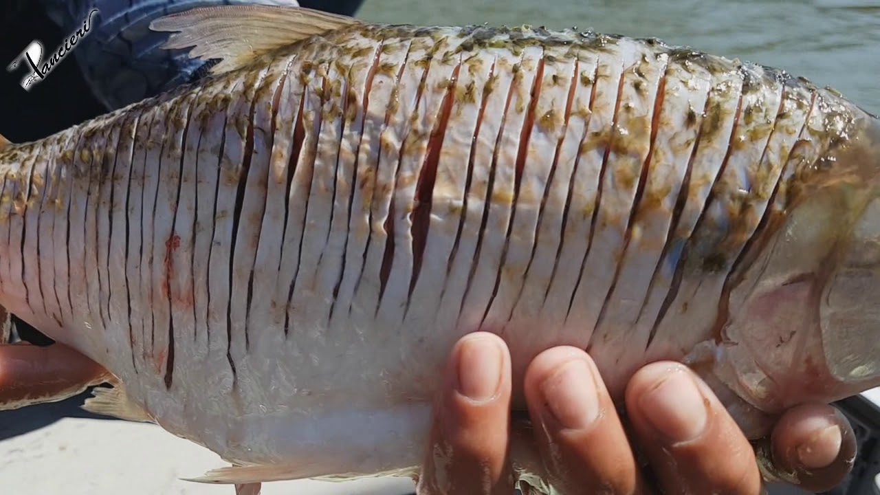 Quais Peixes Não Tem Espinhos ENSINO Quais Peixes Não Tem Espinhos ENSINO