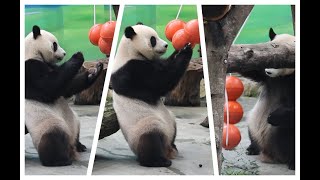 20240531 紅球串鍊圓寶愛 幾度巧玩把繩拆(午餐) Giant Panda Yuan Bao