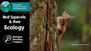 Red Squirrels and their Ecology