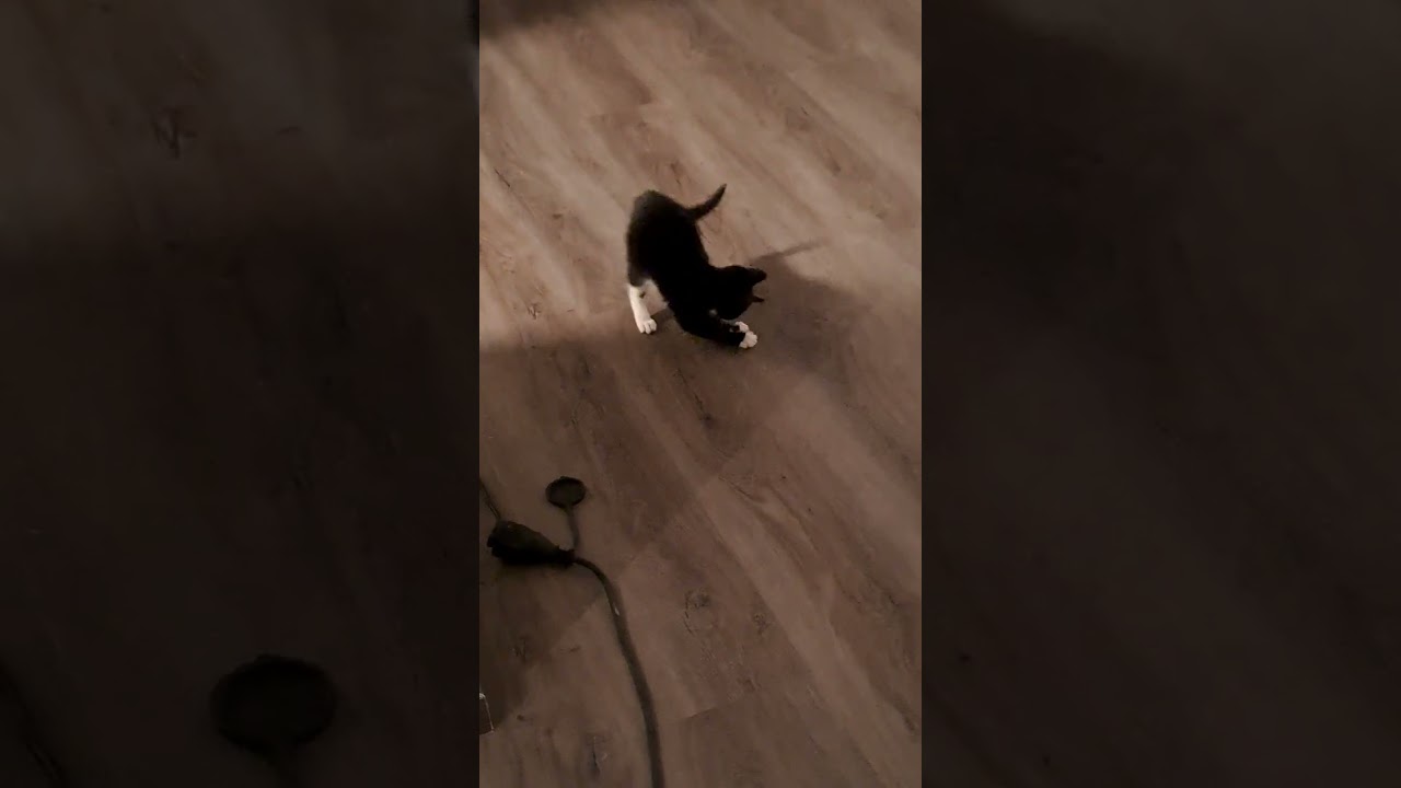 Katzen spielen mit Fischleckerlis  