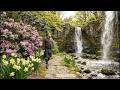 Scotsman Walking Wearing Kilt In Garden On Spring History Visit To Dunvegan Castle Skye Scotland