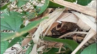 Melihat anakan burung cikrak bambu/SRDC di sarangnya