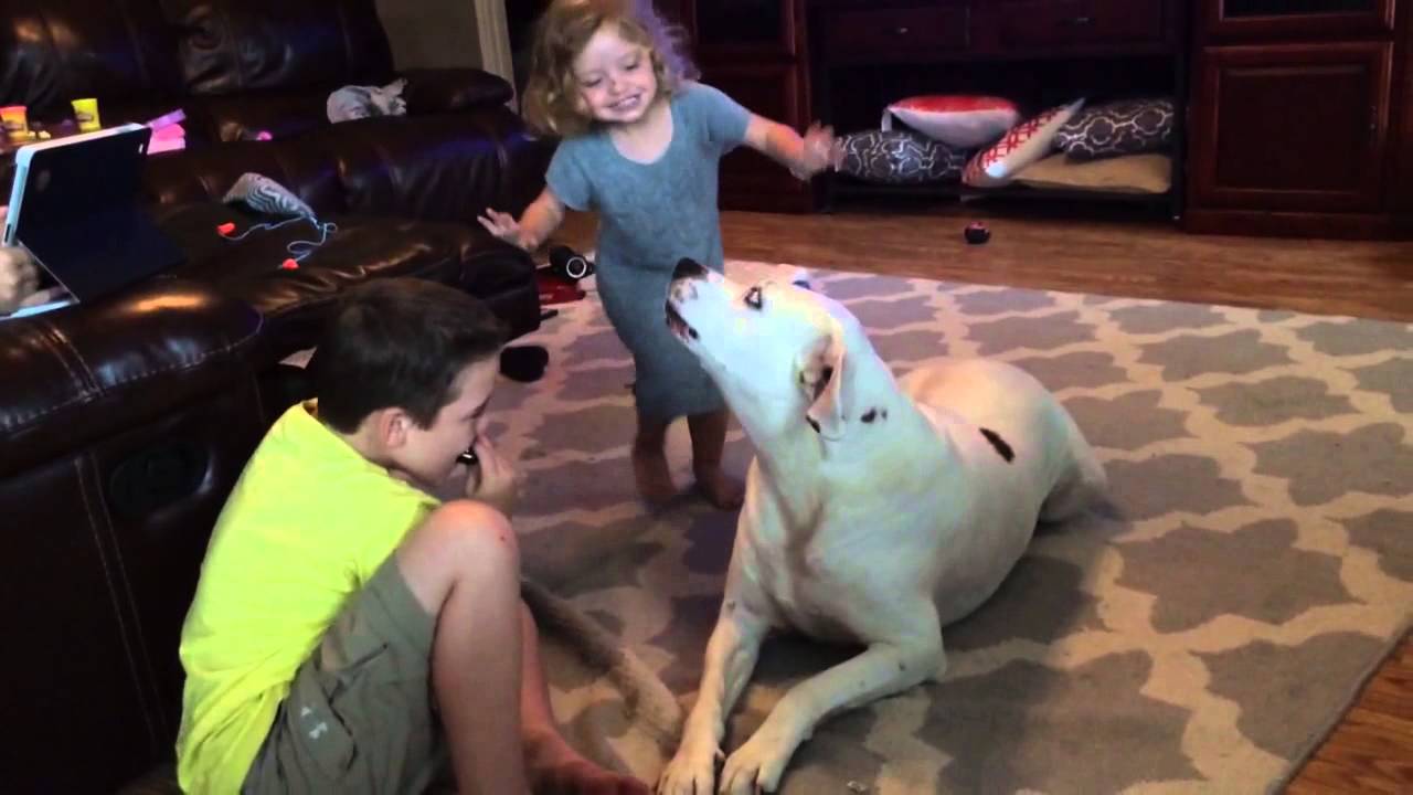 Singing dog harmonica playing kid YouTube