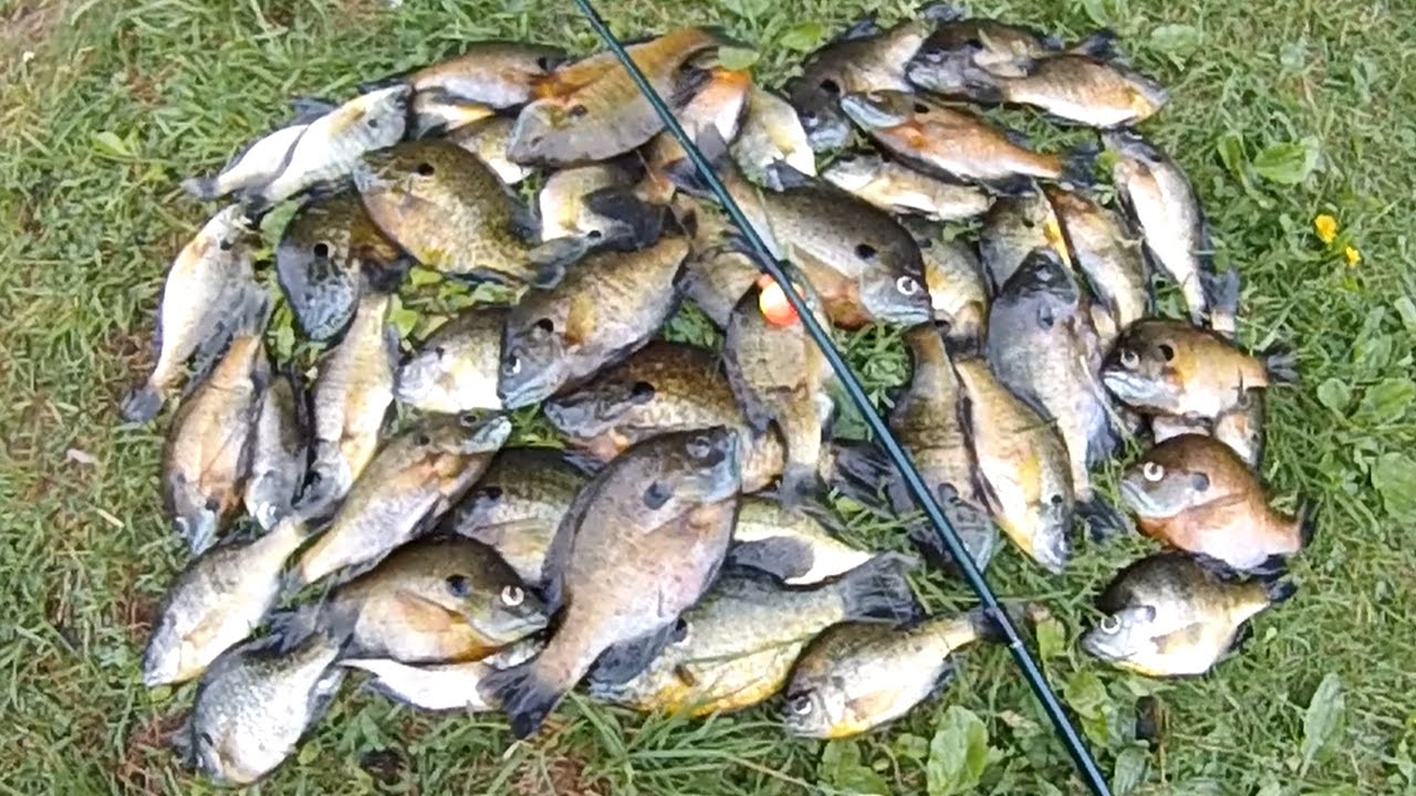 Bait Fishing 126 Fast Bluegill Bobber Fishing with Worms YouTube