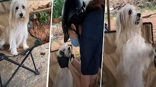 Actress Subhash Playing With Her Pet Dog Pranitha Subhash Entertainment