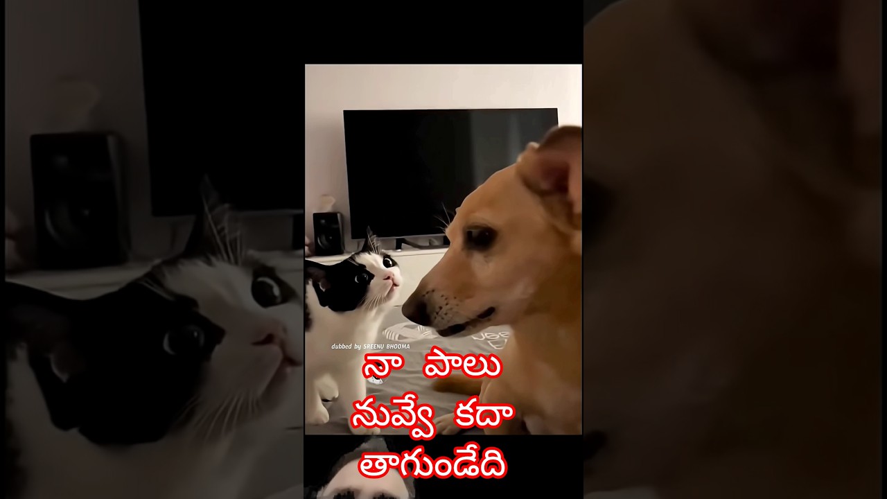 నా పాలు నువ్వే కదా తాగుండేది.!...