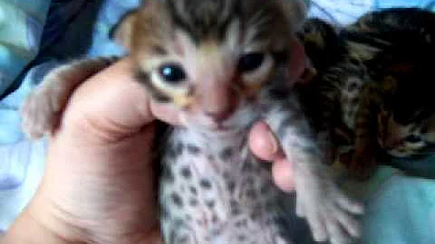 Video 6879041: bengal litter, bengal kitten born