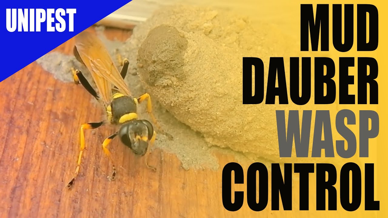 Get Rid of Mud Daubers - Mud Dauber Stings, Info & More