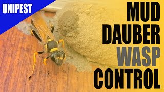 How to Control Mud Dauber Wasps | DIY Pest Control | Pest Control Santa Clarita