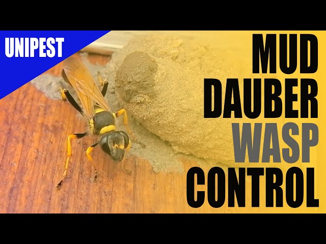 Mud Daubers  Pest Information & Prevention Tips