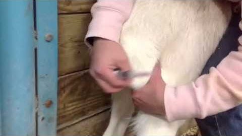 Caprine IM injection