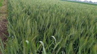 حقول القمح .....     Wheat fields