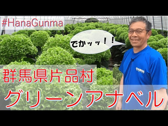 森の風をまとう片品のグリーンアナベル」｜#hanagunma｜蚕糸園芸課 