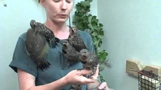 Northern Flicker Fledglings