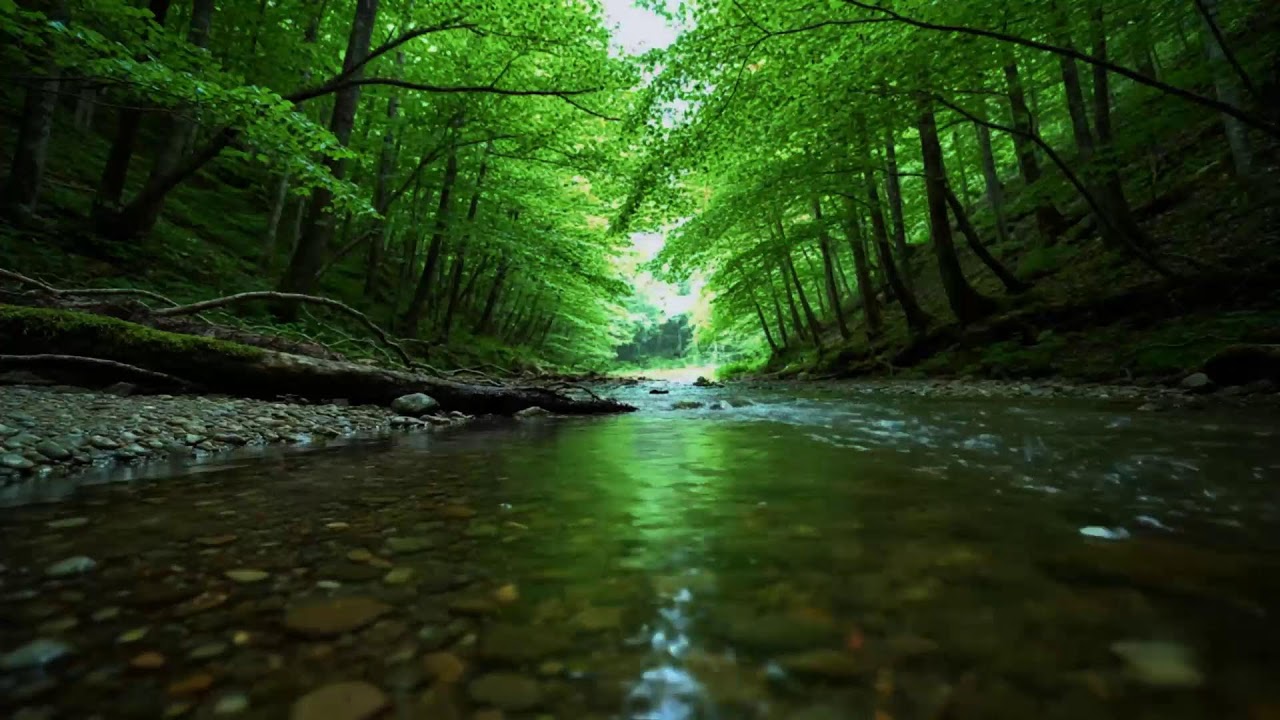 Beautiful Birdsong Deep in the Forest 🌿 Nightingale Singing & Relaxing Nature Sounds for Sleep, Rela