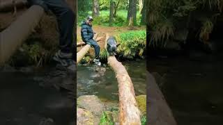 French Bulldog Carefully Crosses Water Stream