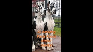 10 Amazing Facts About GREAT DANES! #dog #greatdane #guarddogs