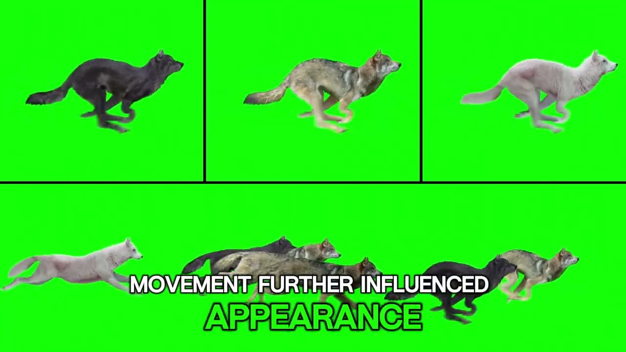 What Dinosaurs Really Looked Like: Colors, Feathers & Amazing Diversity