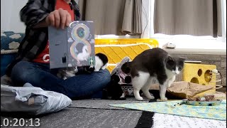 Mailbag 2024-04-20  🎉Skyscrapers halp celebrate KA's 8th Anniversary 🎉 by Kitten Academy 1,985 views 5 days ago 1 hour, 17 minutes