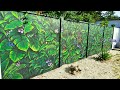 Jungle design - Mural - Graffiti - by Antonipaints