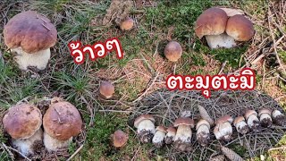 ตะมุตะมิ😍มาเป็นกลุ่มๆ🍄เก็บม่วนขนาดเจ้าเยอะๆ‼️ เห็ดผึ้งหวาน Steinpilz 20-10-2022