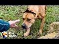 Couple Spends A Year Trying To Rescue A Stray Dog | The Dodo